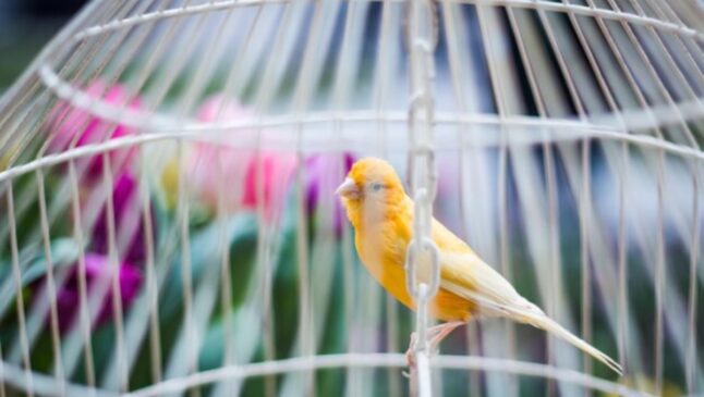 FREEPIK/EYEEM
