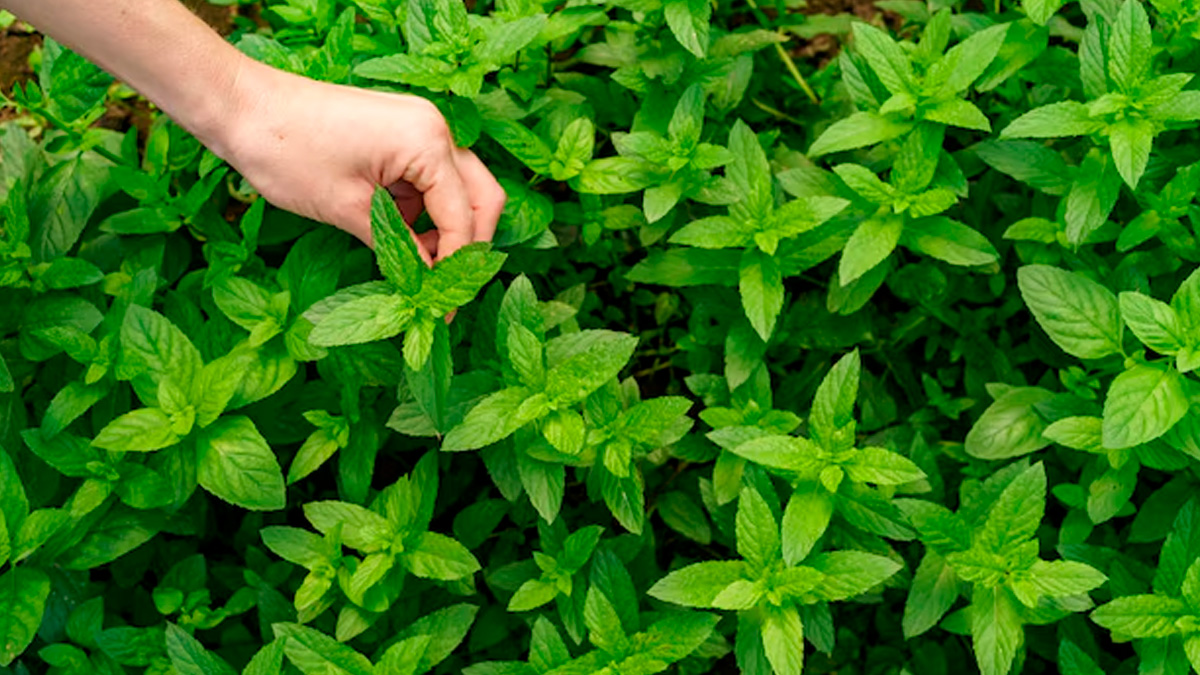 Manjericão (Ocimum basilicum): Algumas variedades são ricas em óleos essenciais com propriedades repelentes a insetos. - Reprodução/Freepik
