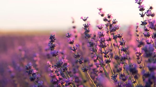 Lavanda (Lavandula angustifolia): Seu aroma agradável para humanos pode ser repulsivo para diversos insetos e aracnídeos. - Reprodução/Freepik
