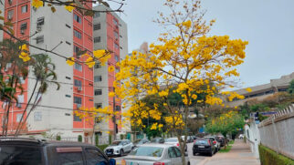 O guaiacã pertence à mesma família do Ipê, a Handroanthus, muito presente também no Brasil.