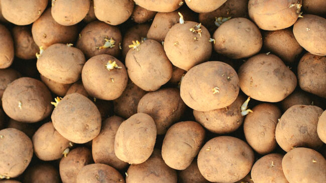 Você já se deparou com batatas esverdeadas e cheias de brotos ou cebolas que mais pareciam esponjas úmidas?