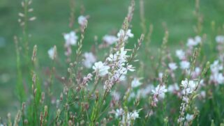 Esta flor é ótima para quem procura embelezar o jardim sem esforço