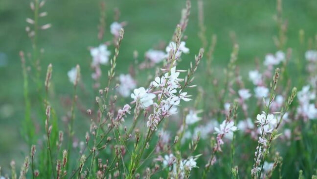Esta flor é ótima para quem procura embelezar o jardim sem esforço