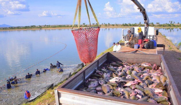 A distribuição natural da espécie abrange importantes bacias hidrográficas, como as dos rios Amazonas, São Francisco, Tocantins, Araguaia e Prata