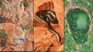 Conheça o compromisso de Modesto Sampaio na preservação da natureza brasileira