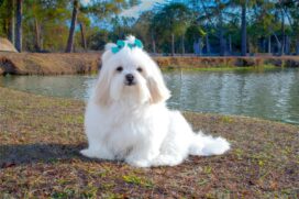 Lhasa apso é vigilante, equilibrado e independente