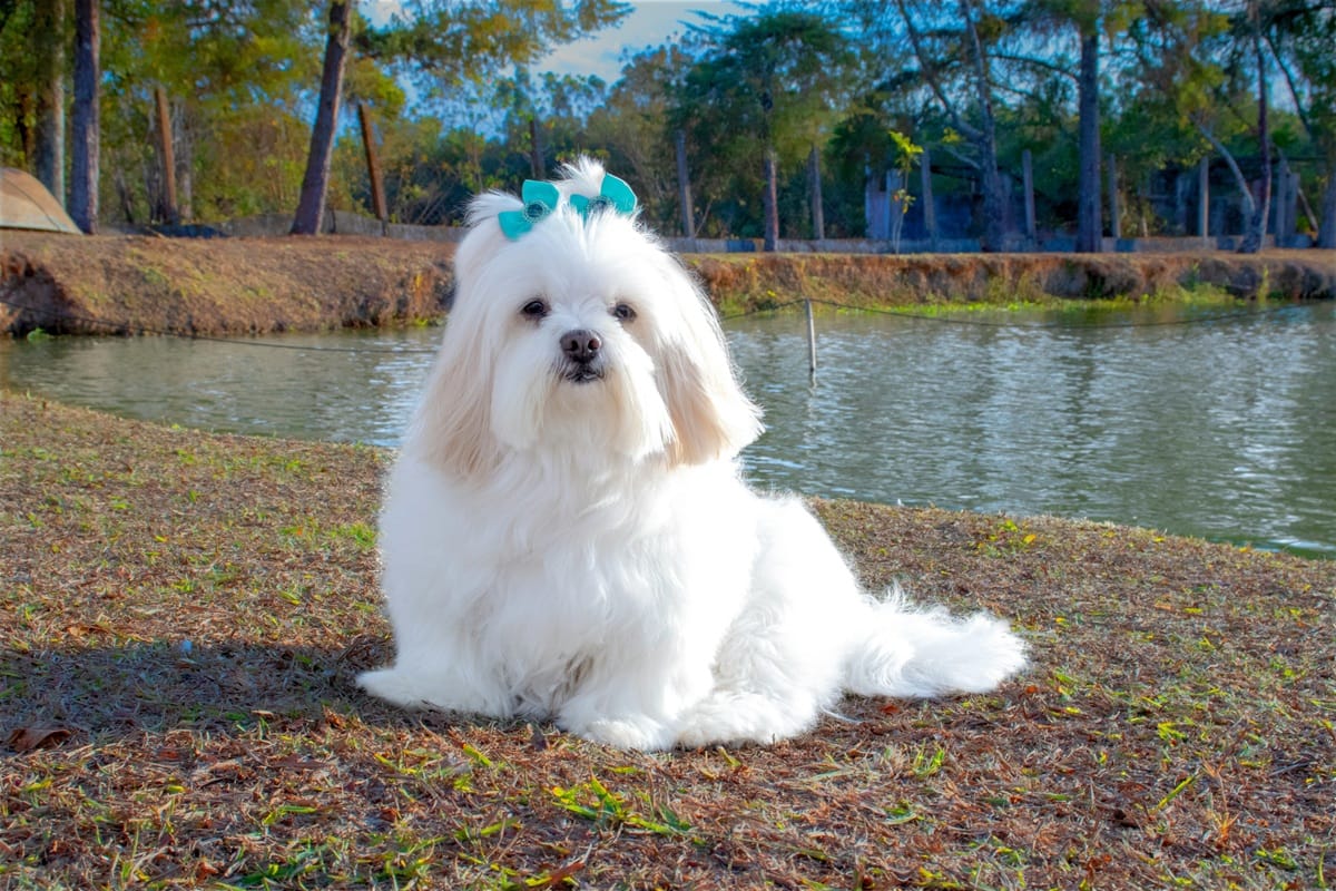 Lhasa apso é vigilante, equilibrado e independente