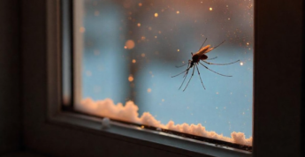 Afaste os mosquitos de forma prática e segura com este segredo caseiro