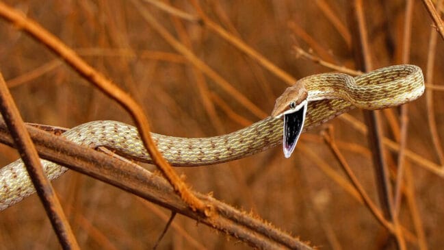 Conheça a Chironius exoletus, uma cobra-cipó com padrões de cores que variam entre marrom e verde, e que, apesar de poder morder, é inofensiva aos seres humanos.