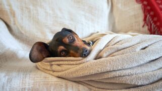A principal dica é manter o cão dentro de casa, em um espaço protegido do vento e da umidade