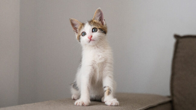 Entender como os gatos veem as cores pode revelar curiosidades fascinantes