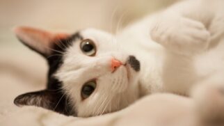 Os gatos domésticos apresentam comportamento de apego seguro com seus donos