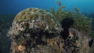 No estudo, os cientistas analisaram exemplares do coral-cérebro (Mussismilia hispida)
