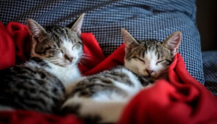 Segundo Patrícia, a proposta do livro é fornecer aos tutores uma visão científica, mas acessível, sobre o comportamento felino