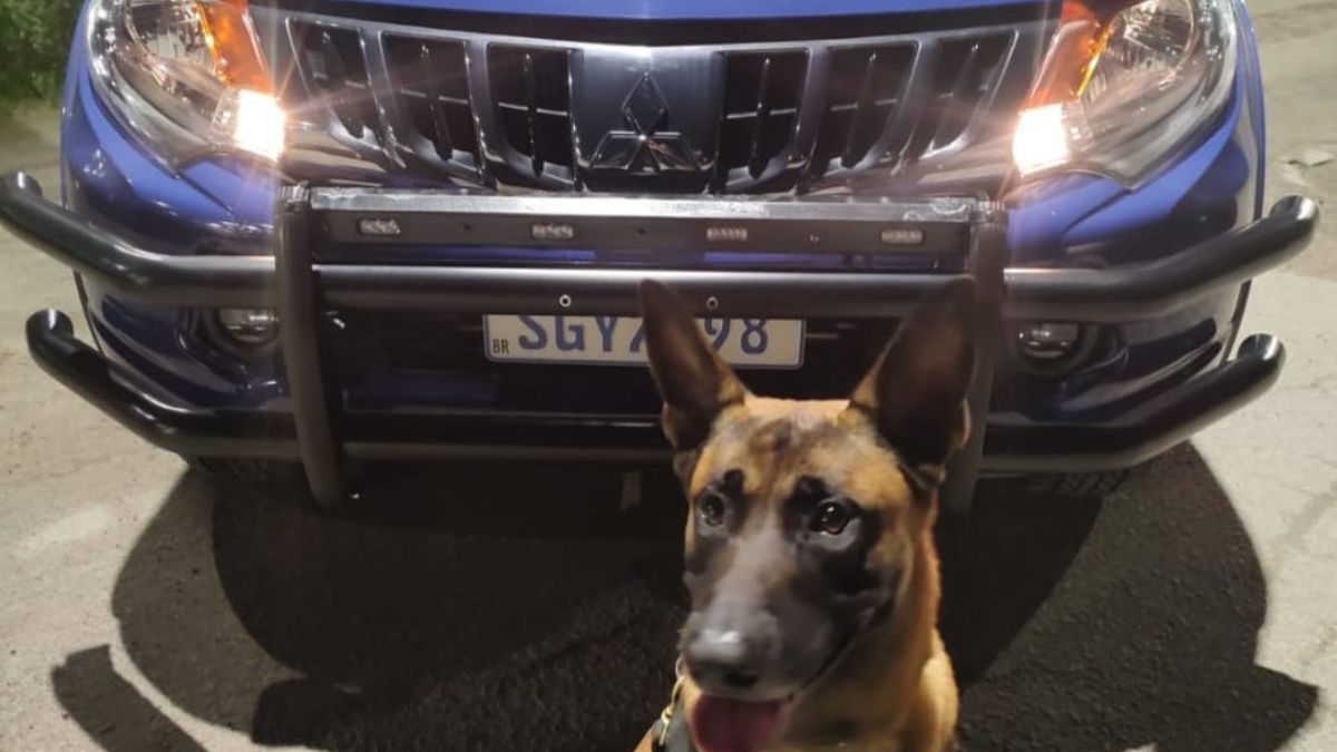 Uma equipe do GOC (Grupamento de Operações com Cães - Canil) solicitou mais informações, sendo comunicado pelo CCO via denúncia que um suspeito portava consigo uma arma de fogo.