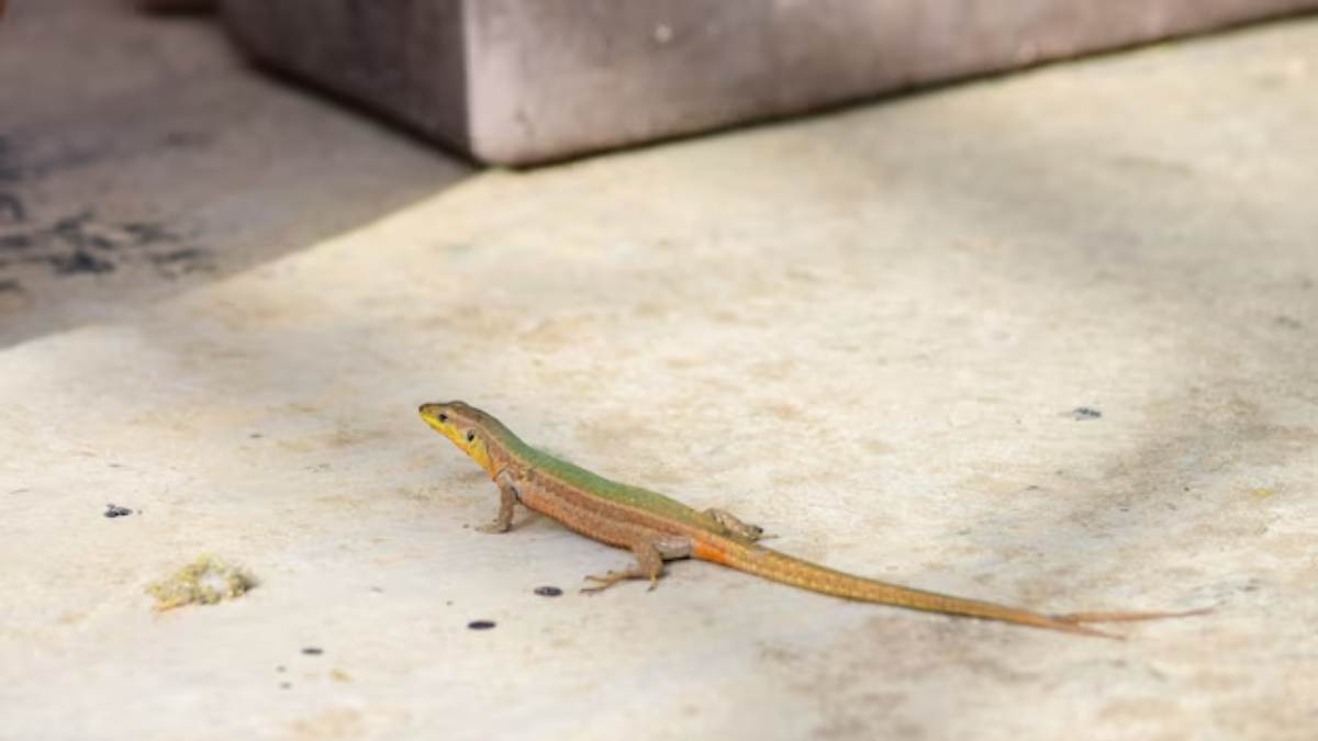 Lagartixas são aliadas da limpeza em casas