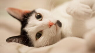 A principal forma de transmissão ocorre por arranhões e mordidas de gatos domésticos infectados, sendo os casos mais graves registrados em pacientes imunodeprimidos