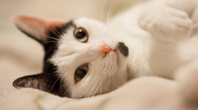 A principal forma de transmissão ocorre por arranhões e mordidas de gatos domésticos infectados, sendo os casos mais graves registrados em pacientes imunodeprimidos