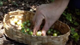 A jabuticaba-branca chama a atenção por seus benefícios à saúde