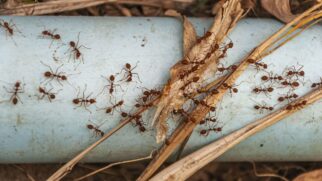 Dicas caseiras para um ambiente livre de formigas