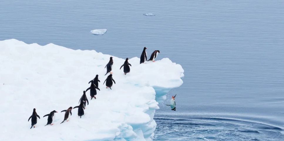 A inscrição no Comedy Wildlife Photography Awards 2025 é gratuita / Martin Schmid/ Comedy Wildlife Photography Awards 2025