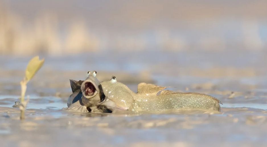 O objetivo é chamar atenção para a importância da conservação ambiental / Emma Parker/ Comedy Wildlife Photography Awards 2025