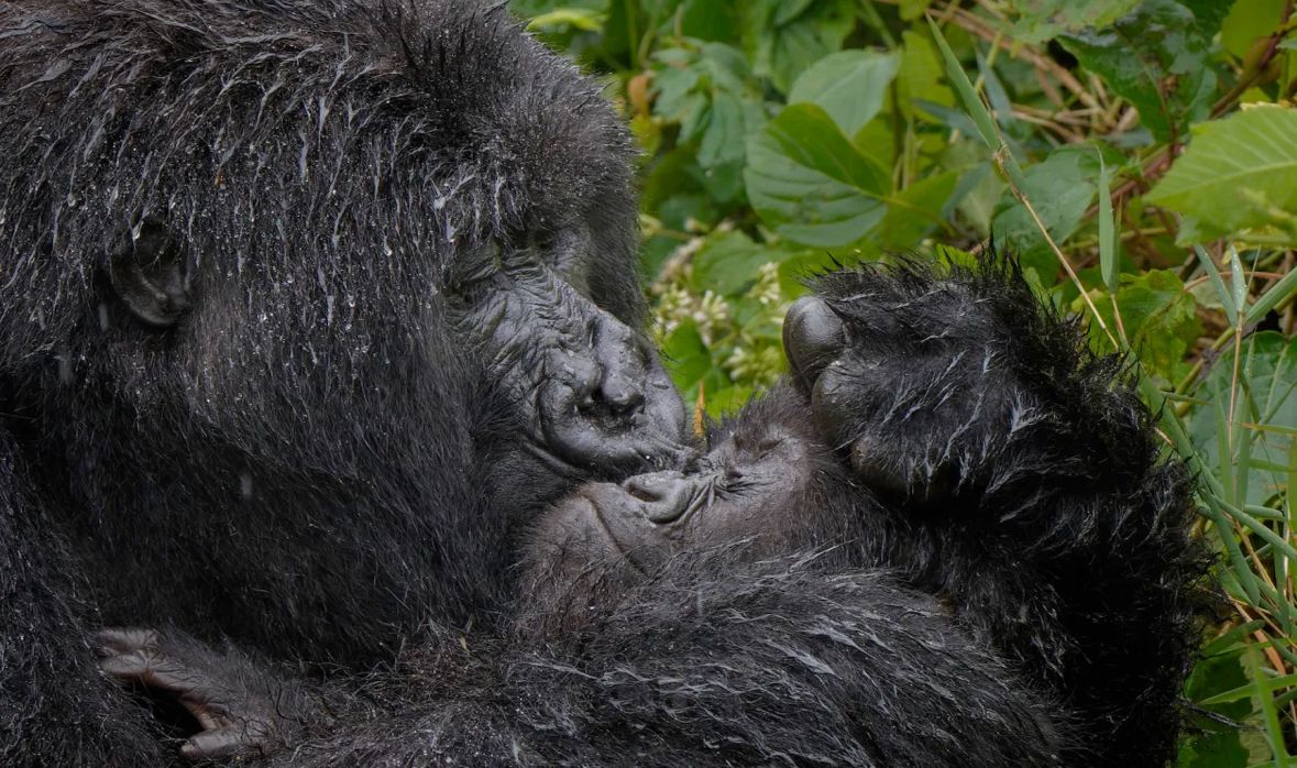 Imagens já estão chamando atenção no Comedy Wildlife Photography Awards 2025. / Mark Meth-Cohn/ Comedy Wildlife Photography Awards 2025
