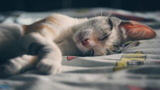 Veterinários e especialistas recomendam que os felinos durmam em locais tranquilos, seguros e aquecidos
