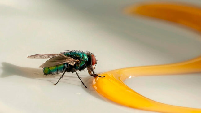 Quem nunca passou por aquela situação chata de ter uma mosca tentando pousar na comida durante o almoço?