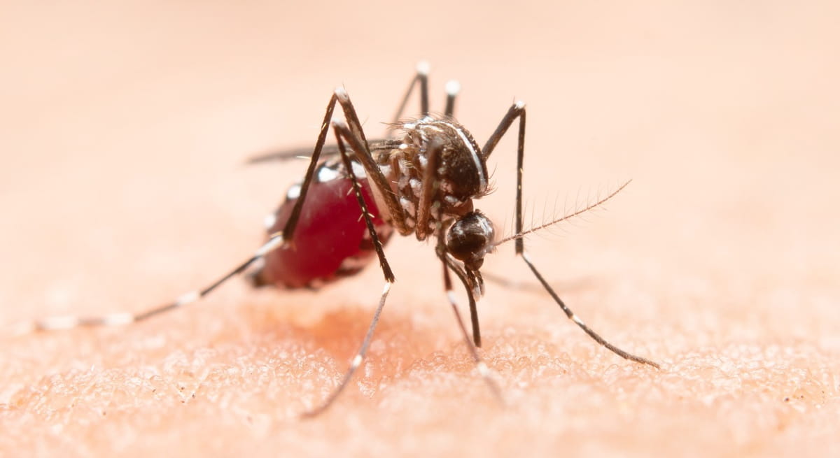O diagnóstico e tratamento tardios, a falta de profissionais familiarizados com a malária em áreas não endêmicas e a ocorrência de coinfecções também contribuem para a mortalidade