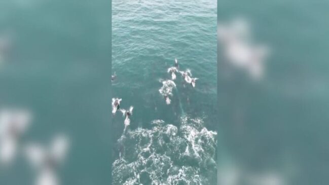 Registro raro foi feito em Laguna, no litoral sul de Santa Catarina