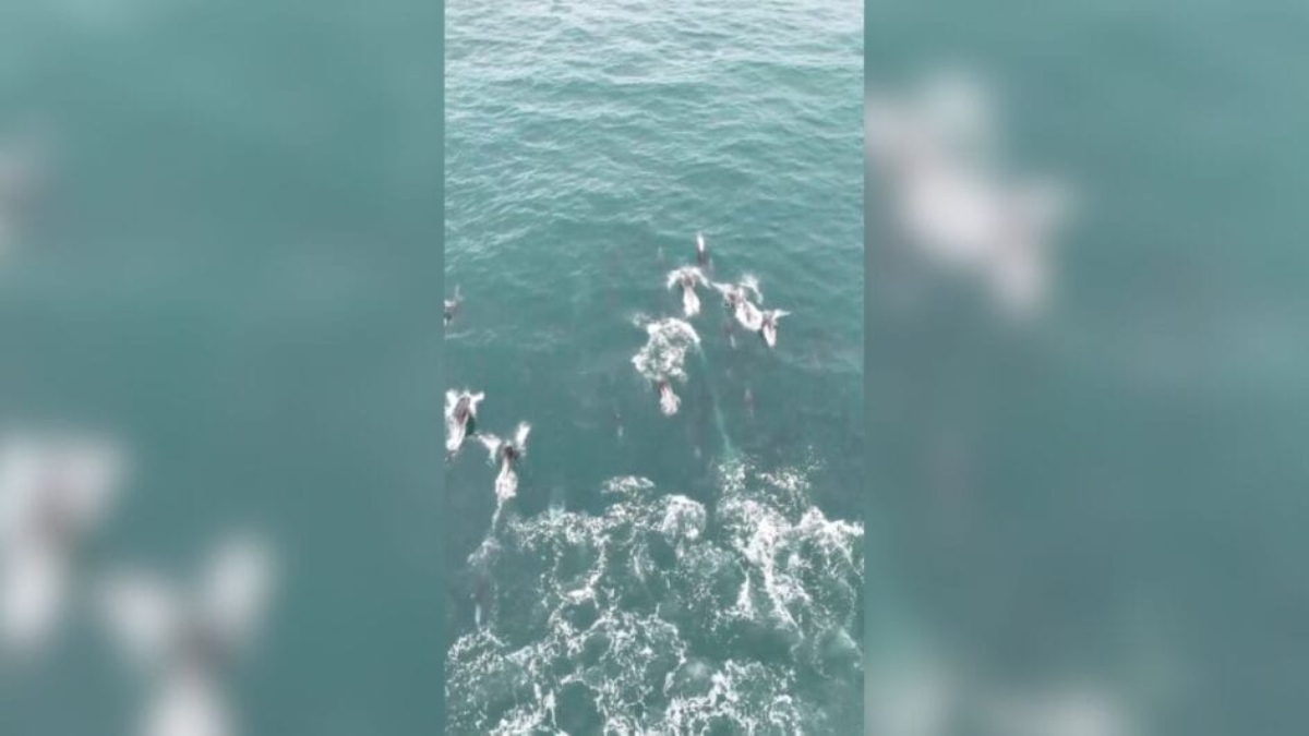 Registro raro foi feito em Laguna, no litoral sul de Santa Catarina