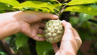 Um alimento doce e acessível com propriedades medicinais surpreendentes