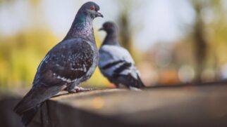 o fascinante ciclo de vida dos pombos e a ausência de seus filhotes