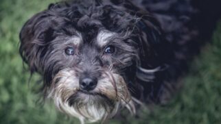 Comportamentos incomuns em cães idosos podem indicar doença cerebral