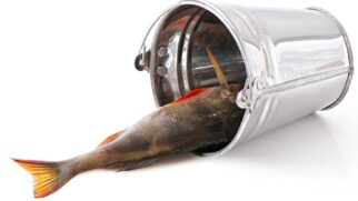 Mercúrio no peixe: comer ou evitar?