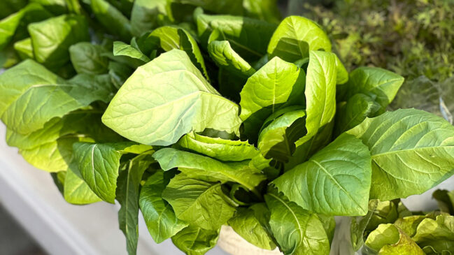 Quantas vezes você já abriu a gaveta de vegetais da sua geladeira e se deparou com um maço de salsinha antes vibrante