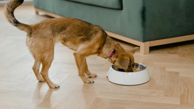 Muitos tutores ainda possuem dúvidas se é válido alimentar seus pets com arroz