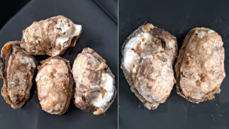 Pesquisadores identificaram bactérias multirresistentes e altas concentrações de arsênio em frutos do mar