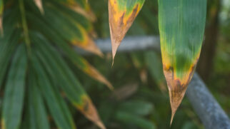 Assim como nós, as plantas também sofrem quando estão em ambientes que não são ideais.