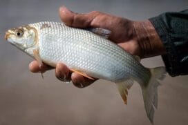 O curimatá também é conhecido como curimba, curimbatá ou papa-terra