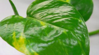 Estamos falando da jiboia (Epipremnum aureum)
