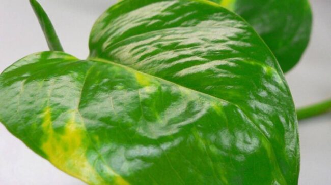Estamos falando da jiboia (Epipremnum aureum)