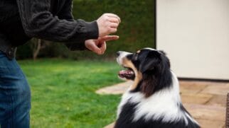 Segundo a etologia, ciência que estuda o comportamento dos animais, os cães são extremamente sensíveis