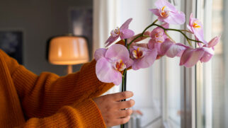 Orquídeas são chiques e sensíveis.