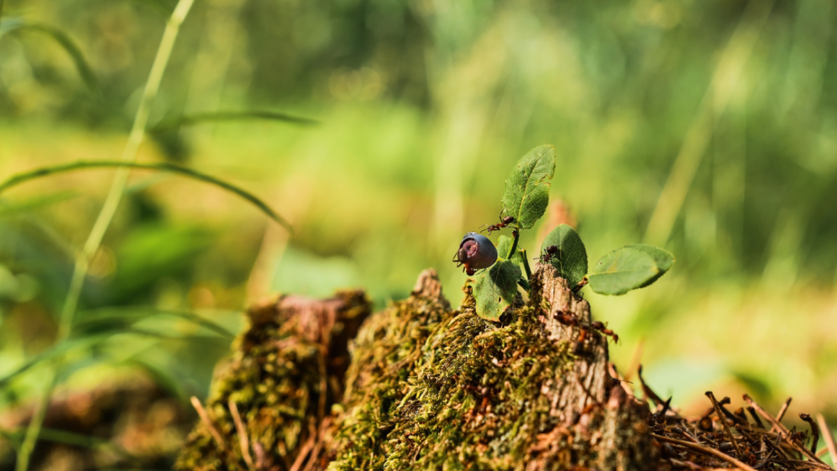 A presença de formigas nesses canteiros pode comprometer o desenvolvimento das plantas