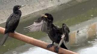 Além de peixes, os biguás comem crustáceos, girinos, sapos, rãs e insetos aquáticos