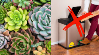 As suculentas são as queridinhas dos amantes de plantas