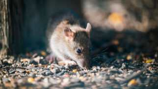 Ratos conseguem passar por aberturas muito pequenas, basta uma fresta de cerca de 1,5 cm para um rato adulto entrar