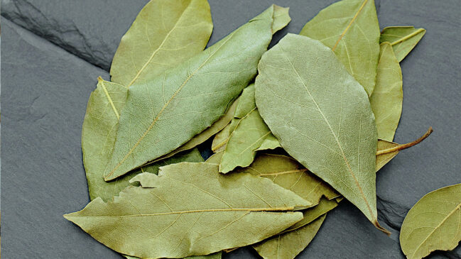 Muito além do tempero que dá aquele toque especial à feijoada, o louro (Laurus nobilis) é uma verdadeira joia energética